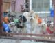 Animal Shelter Benefits from Greenheart Travel Grant