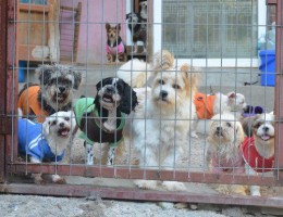 Animal Shelter Benefits from Greenheart Travel Grant