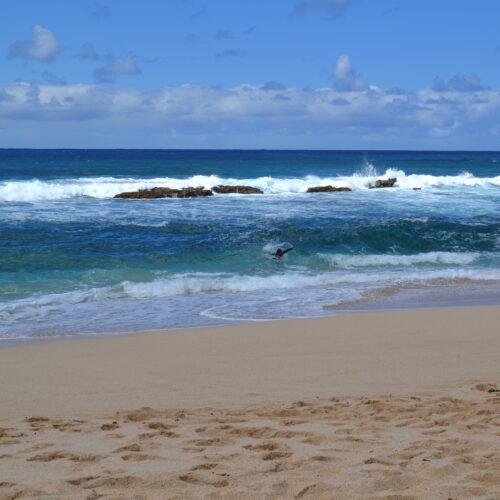 Healthy Oceans, Healthy Planet