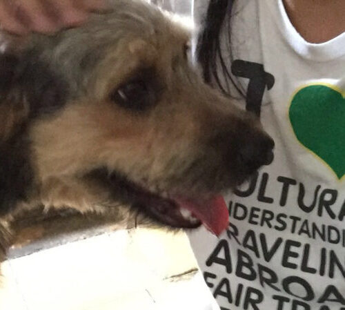 CCI Greenheart Work and Travel alumnus volunteers with animal care NGO in Dominican Republic