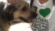 CCI Greenheart Work and Travel alumnus volunteers with animal care NGO in Dominican Republic