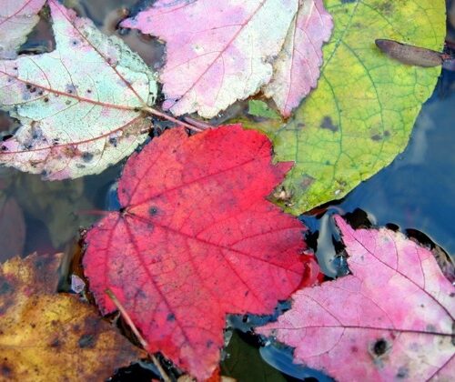 Finding Guidance in the Changing Seasons