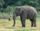 Excitement for Volunteering with Elephants in Sri Lanka