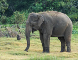 Excitement for Volunteering with Elephants in Sri Lanka
