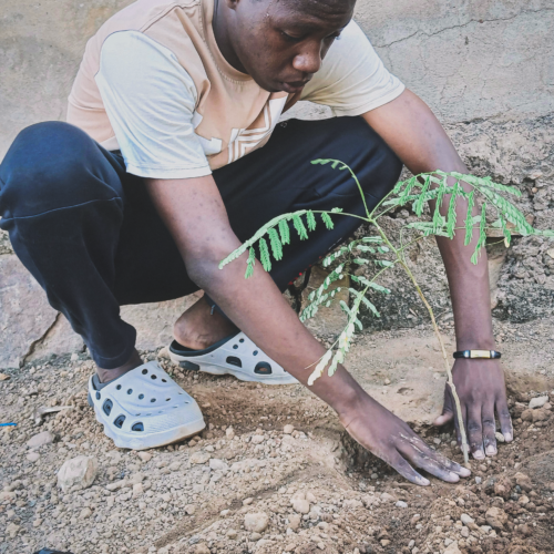 Roots & Renewal: Environmental Action in Mali