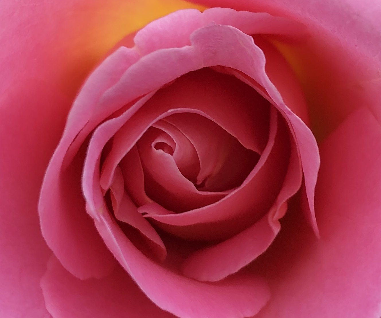 Rose, by Ellie Bucciarelli